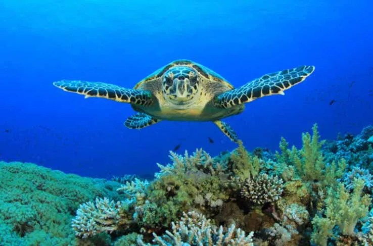 Guide to Safe Boating